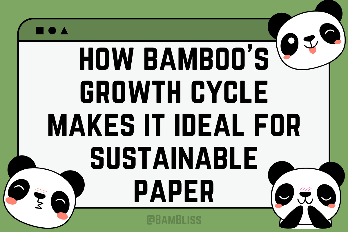 How Bamboo's Growth Cycle Makes It Ideal For Sustainable Paper